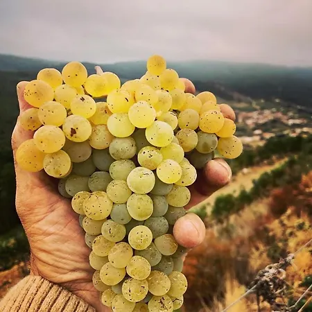 דירה Quinta Da Penada - Vineyard & Winery - 3 שאבס