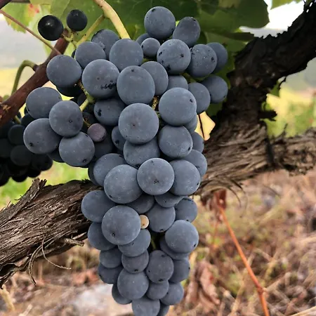 Quinta Da Penada - Vineyard & Winery - 3 Pensjonat Chaves