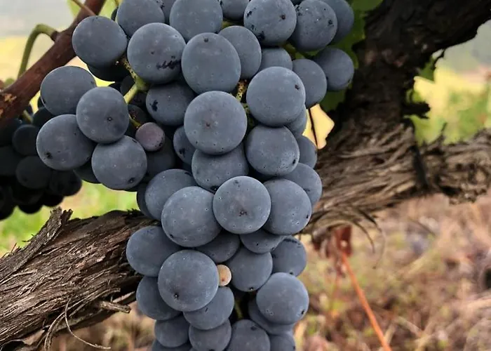 Quinta Da Penada - Vineyard & Winery - 3 4*