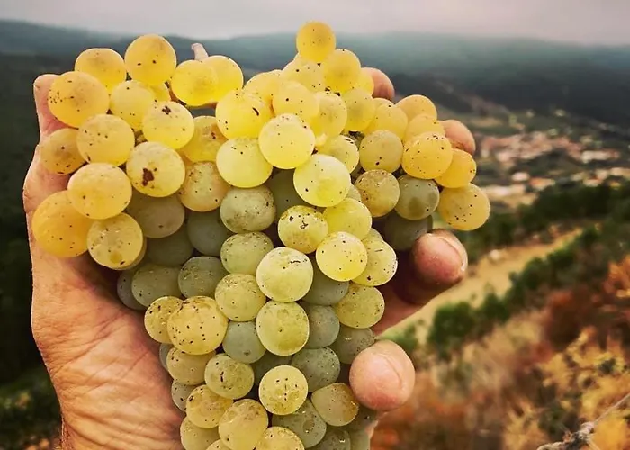 بيت ضيافة Quinta Da Penada - Vineyard & Winery - 3 تشافيس